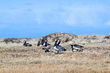 The Barnacle Goose (Branta leucopsis) in Barents Sea coastal area, Russia