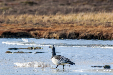 The Barnacle Goose (Branta leucopsis) in Barents Sea coastal area, Russia