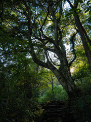 Forest in the sun