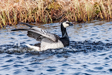 The Barnacle Goose (Branta leucopsis) in Barents Sea coastal area, Russia