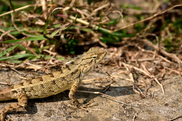 Close-up of lizard on grass field