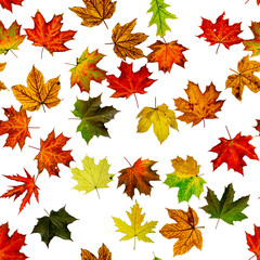 Naklejka na ściany i meble Maple leaf isolated. Autumn yellow red, orange leaf isolated on white. Colorful maple foliage. Season leaves fall on seamless pattern background.