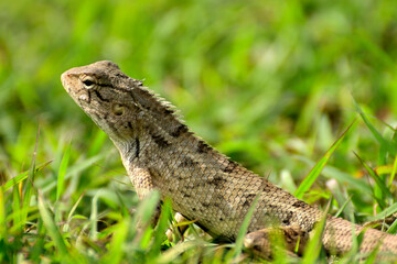 Close-up of lizard on grass field