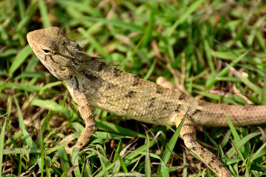 Close-up of lizard on grass field