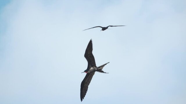 Frigate Bird Flying in Slow Motion Flapping Large Wings on Genovesa Island, Galapagos