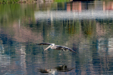 Brown Pelican (Pelecanus occidentalis) in Malibu Lagoon, California, USA