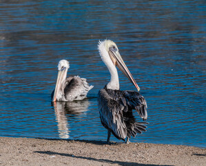 Brown Pelicans (Pelecanus occidentalis) in Malibu Lagoon, California, USA