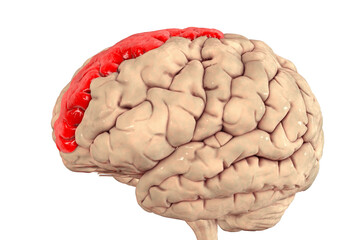 Human brain with highlighted superior frontal gyrus
