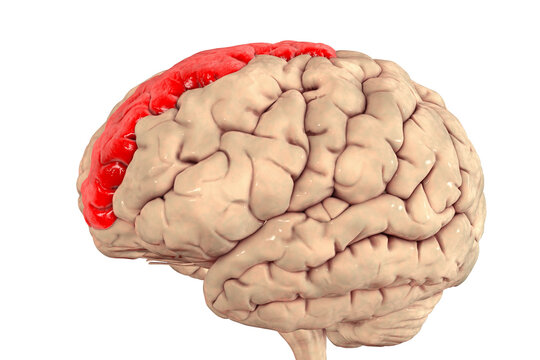 Human Brain With Highlighted Superior Frontal Gyrus