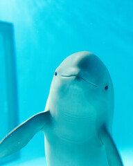 Naklejka premium close up of finless porpoise