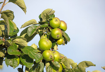 Apple tree with small growing apples