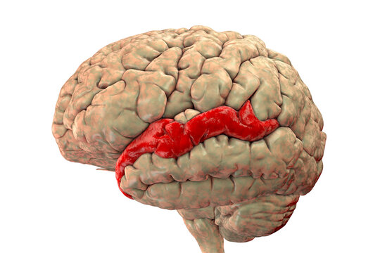 Human Brain With Highlighted Superior Temporal Gyrus