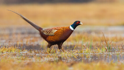 Common pheasant, phasianus colchicus, walking through swamp in autumn nature. Ring-necked male bird with long tail wading in water on field. Animal wildlife in flooded scenery.