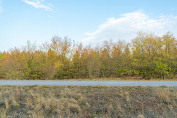 autumn forest landscape with blue sky background