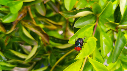 A fly perching on a leaf