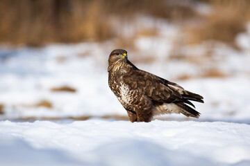 Majestic common buzzard, buteo buteo, sitting on snow in winter. Bird of prey looking over the...