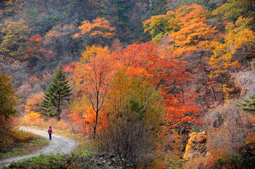 Into the beautiful foliage in the mountains