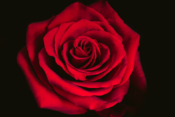 Red rose on black background. Macro.