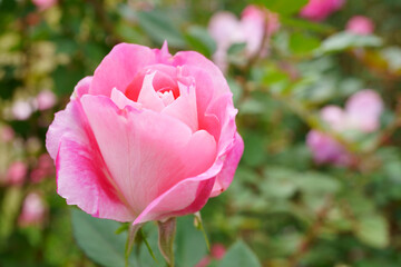Close-up of a beautifully blooming rose named "carefree Wonder"