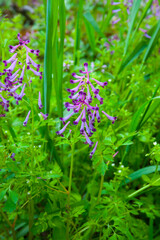 ムラサキケマン