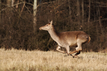 Red deer, cervus elaphus, running on dry meadow in autumn nature. Wild hind in movement on field in fall wilderness. Brown female mammal sprinting on pasture.