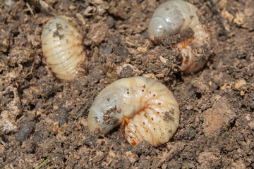 .Caterpillars in the soil