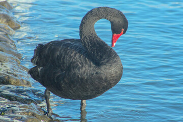 black swan on the water