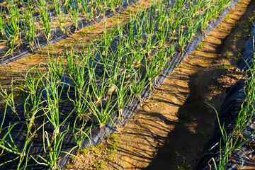 Rows of green onions growing on large plantation with polyethylene mulch on soil