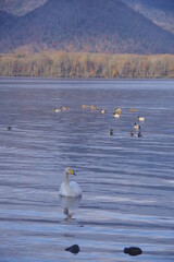 湖を泳ぐ白鳥。屈斜路湖、北海道、日本。