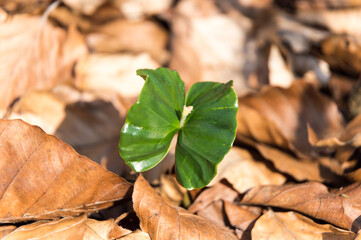 first leaf of beech germ bud breaking through ground