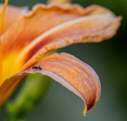 An ant on a flower.
