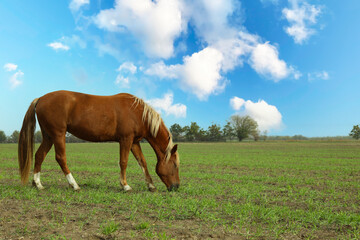 Obraz premium Horse grazing in the green field in the morning