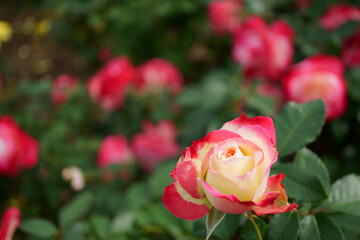Close-up of a beautifully blooming rose named 