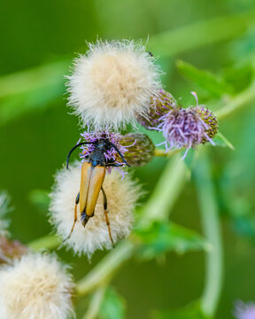 red-brown longhorn beetle (corymbia or leptura or stictoleptura rubra) on thistle flower