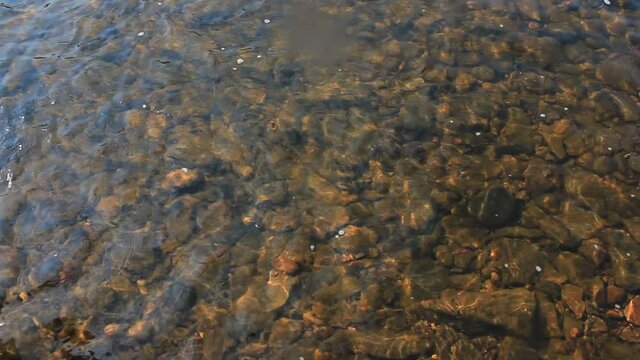 Throwing a stone into the river. Small forest river. Splashing water