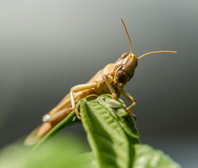 migratory locust (Locusta migratoria) on vegetation