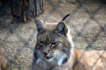 lynx in a cage