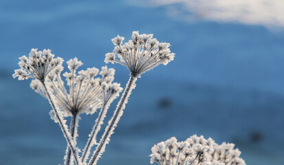 hoarfrost on branches of tree