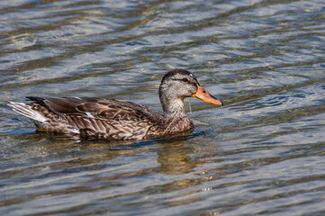 Mallard (Anas platyrhynchos) in pond