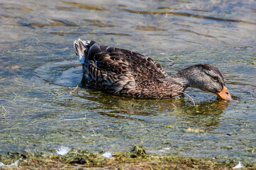 Mallard (Anas platyrhynchos) in pond