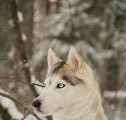 Naklejka premium siberian husky in snow