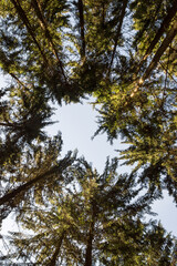 bottom to top view group of spruce trees blue sky