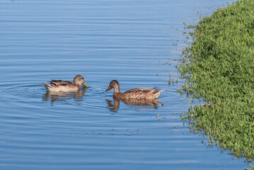 Mallard (Anas platyrhynchos) in pond