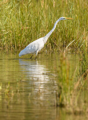 great egret (Ardea alba) alias common, large or great white egret or heron wading in pond