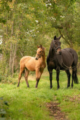 A mare with a foal standing on a forest path surrounded by autumn colors