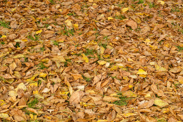 Colorful Autumn Leaves on The Ground