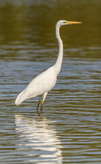 great egret (Ardea alba) alias common, large or great white egret or heron wading in pond