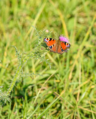 peacock butterfly (Aglais io) on thistle flower