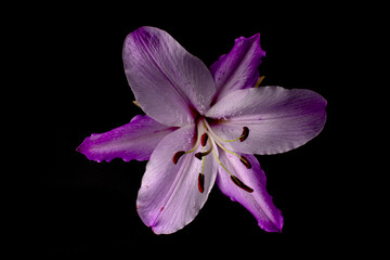 Closeup shot of purple lily flower on dark background