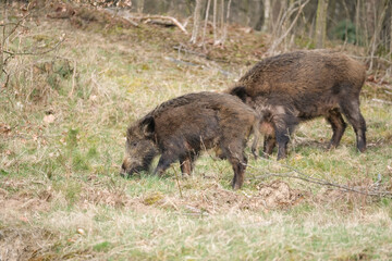 Naklejka na ściany i meble Wild pig with cute piglets eating on grassland with trees